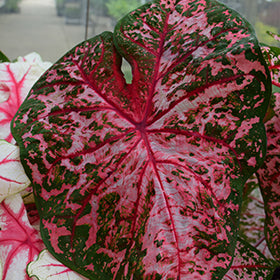 Carolyn Whorton Caladium