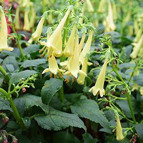 Yellow Cape Fuchsia