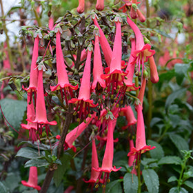 Colorburst Deep Red Cape Fuchsia (Phygelius)
