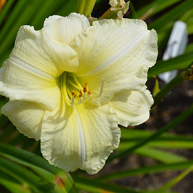 Joan Senior Daylily (Hemerocallis)