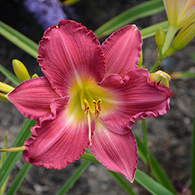 Happy Ever Romantic Returns Daylily (Hemerocallis)