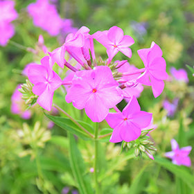 Opening Act Ultra Pink Phlox PW