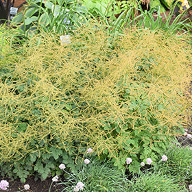 Chantilly Lace Goatsbeard (Aruncus)