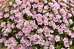 MiniFamous Uno Double Pinktastic Calibrachoa