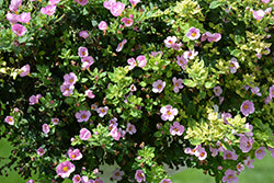 MegaCopa Dark Pink Bacopa
