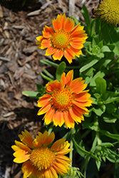 Mesa Peach Blanket Flower (Gaillardia)