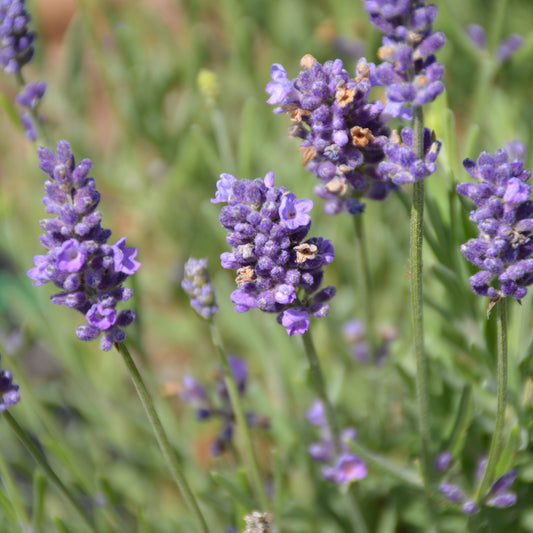 Ellagance Purple Lavender