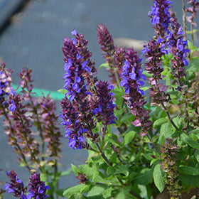 New Dimension Blue Sage (Salvia)