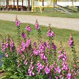 Pink Panther Foxglove (Digitalis)