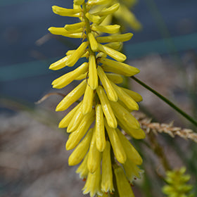 Lemon Popsicle Torchlily (Kniphofia)