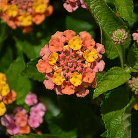Havana Sunset Lantana