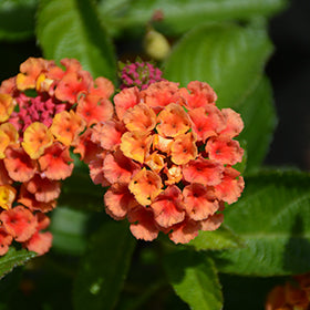 Havana Harvest Moon Lantana