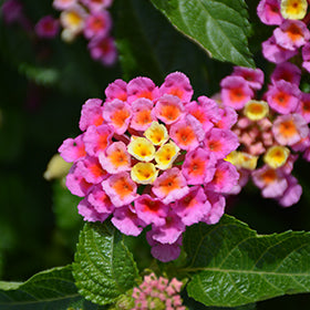 Bandolero Pink Lantana