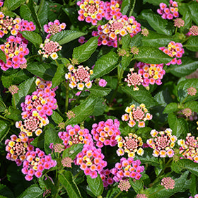 Bandolero Pink Lantana