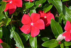 Cora XDR Red Glow (Vinca)