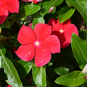 Cora XDR Red Glow (Vinca)