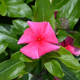 Cora XDR Deep Strawberry (Vinca)