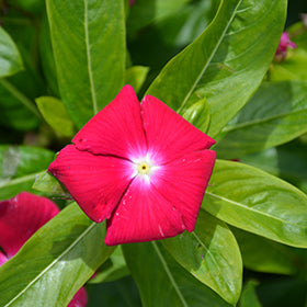 Cora XDR Cranberry (Vinca)