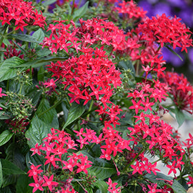 Lucky Star Pentas 4.5"