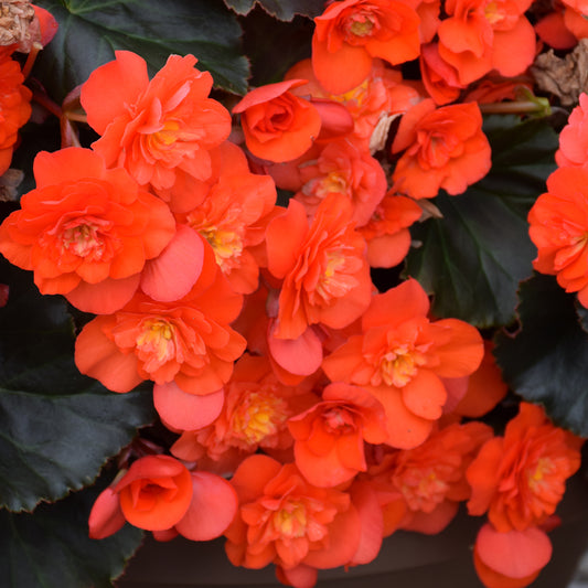 Solenia Chocolate Orange Begonia