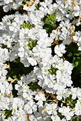 Vanessa Compact White Verbena