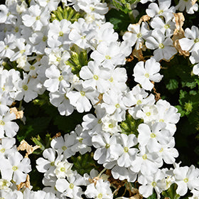 Vanessa Compact White Verbena