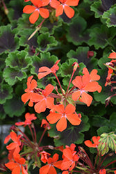 Brocade Fire Night Geranium