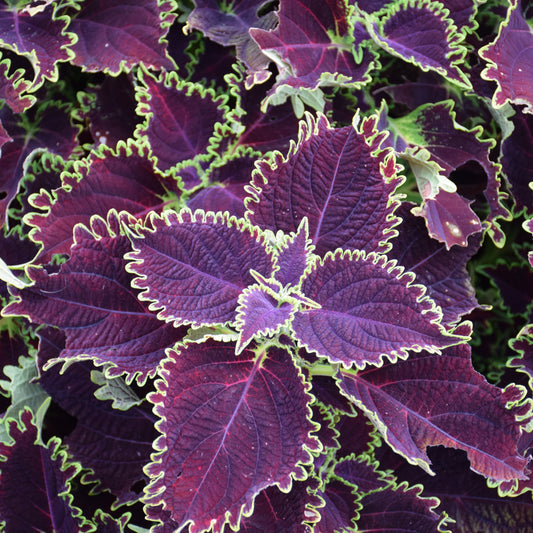 Wicked Witch Coleus PW