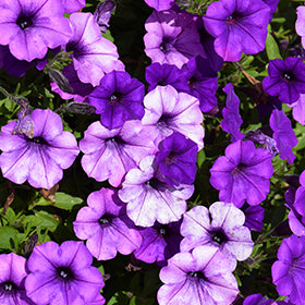 Supertunia Mini Vista Indigo Petunia