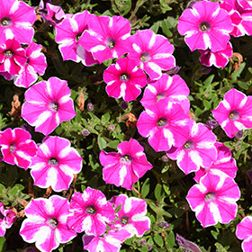 Supertunia Raspberry Rush Petunia PW