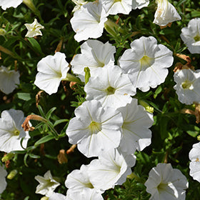 Supertunia Vista Snowdrift Petunia PW