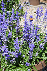 Unplugged So Blue Salvia