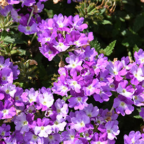 Superbena Sparkling Amethyst Verbena PW