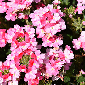Superbena Sparkling Rose Verbena