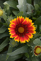 Spintop Red Starburst Blanket Flower (Gaillardia)