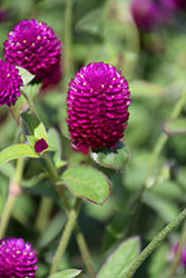 Ping Pong Purple Globe Amaranth (Gomphrena)