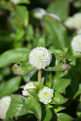 Gnome White Gomphrena