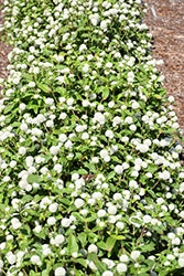 Gnome White Gomphrena