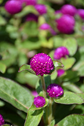 Gnome Purple Gomphrena