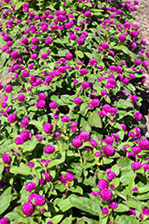 Gnome Purple Gomphrena