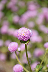 Gnome Pink Gomphrena