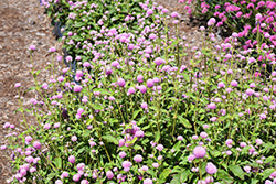 Gnome Pink Gomphrena