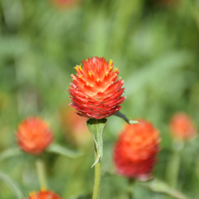 Qis Orange Gomphrena