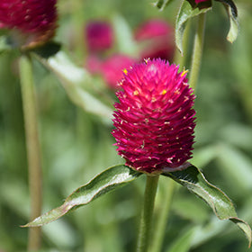 Qis Carmine Gomphrena