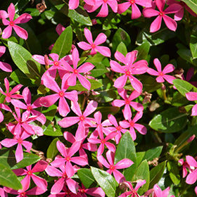 Soiree Kawaii Vinca 4.5"
