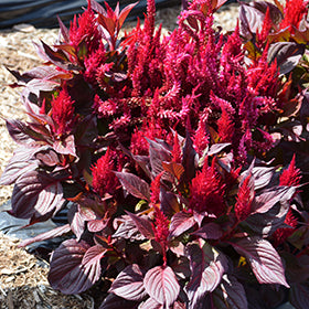 New Look Celosia