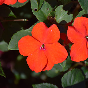 Imara XDR Orange Impatiens