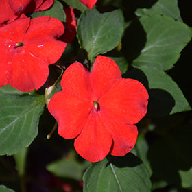 Imara XDR Red Impatiens