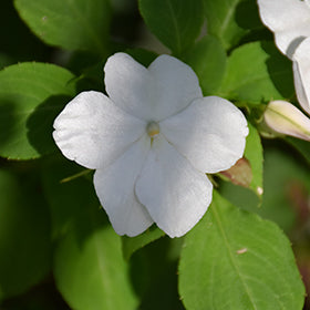Imara XDR White Impatiens