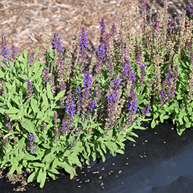 New Dimension Blue Sage (Salvia)